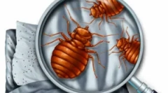Jak se připravit na disinsection z bedbugs?
